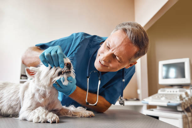 Best Emergency Dental Care for Sports Injuries in Dequincy, LA